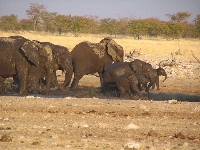 Foto: Elefanten nach einem Schlammbad in der Etosha-Pfanne